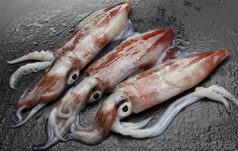 omega 3 in squid|benefits of eating calamari.